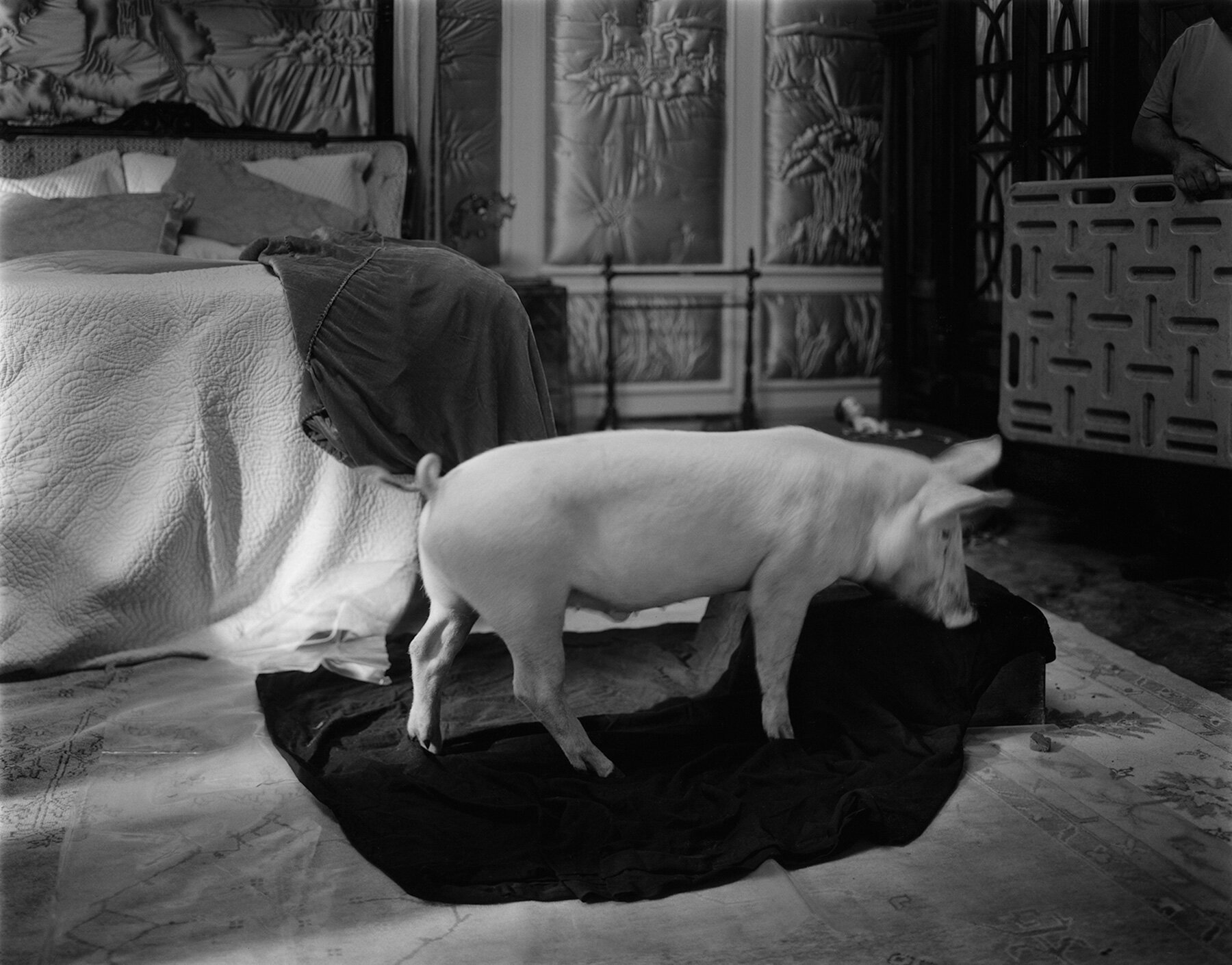 'this is freedom': yorgos lanthimos on photography beyond cinema - 2