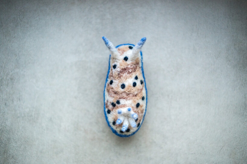 Hypselodoris tryoni (Garrette, 1873)