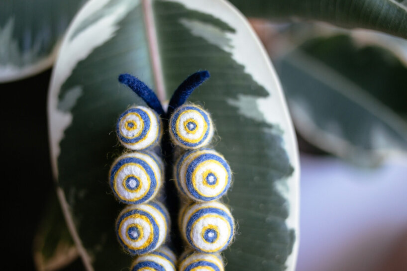 Doto greenamyeri (Shipman & Gosliner, 2015)