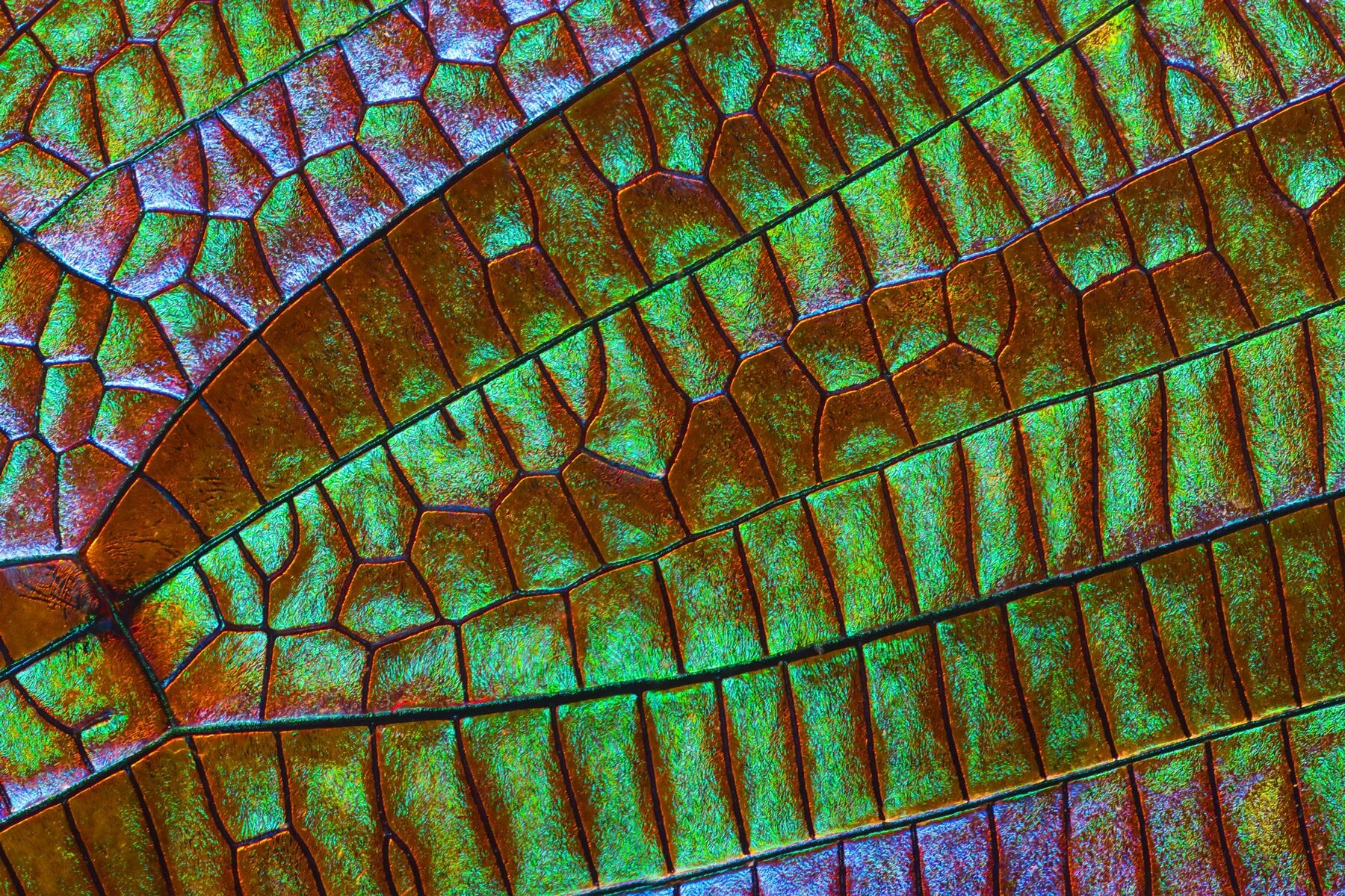 photographer-chris-perani-insect-wings-macro-portraits-series-designboom-1800-2