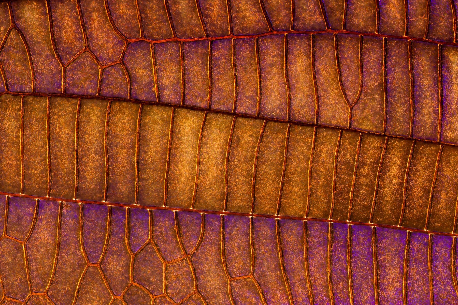 photographer-chris-perani-insect-wings-macro-portraits-series-designboom-1800-3