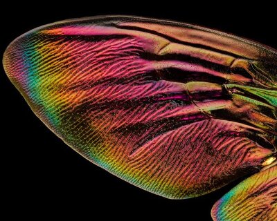 iridescent insect wings glow in chris perani’s macro portraits series