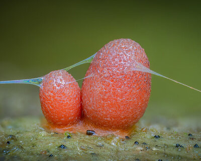 barry webb photographs the macro world of slime molds hidden among the UK woodlands