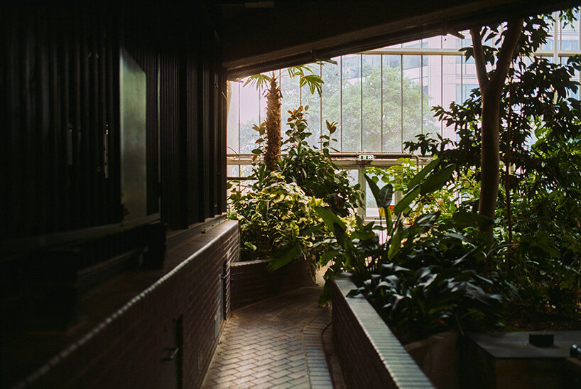 david altrath documents the jungle suspended inside london's barbican conservatory - 10