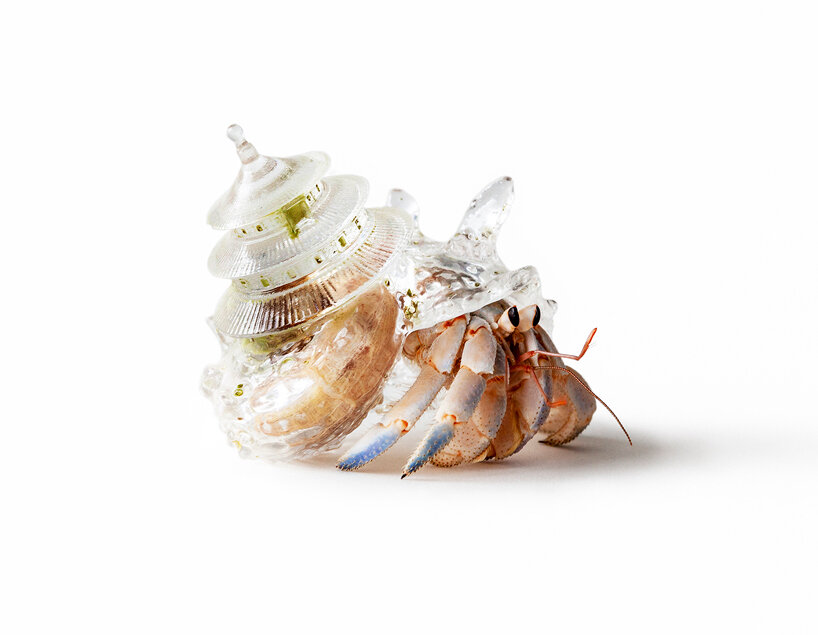 aki inomata turns shells and insects into living collaborators for soft world-making - 2