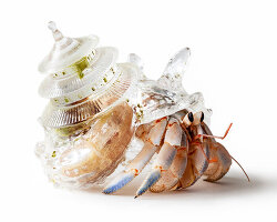 aki inomata turns shells and insects into living collaborators for soft world-making