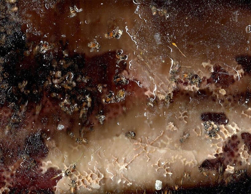 when bees become collaborators, artists learn to make by listening - 1