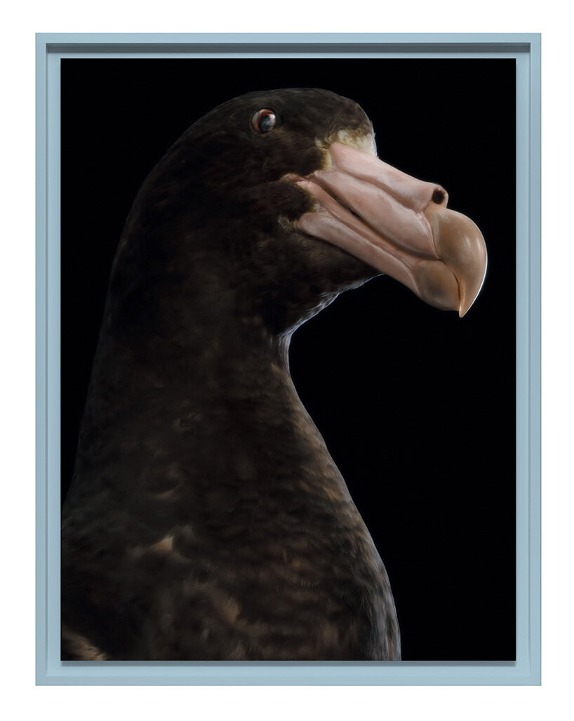 museum-held birds become portraits of ecological loss at new zealand pavilion in venice - 8
