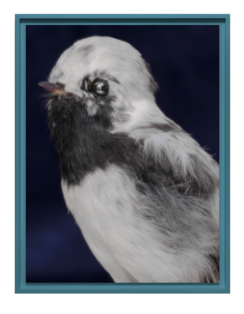 museum-held birds become portraits of ecological loss at new zealand pavilion in venice - 9