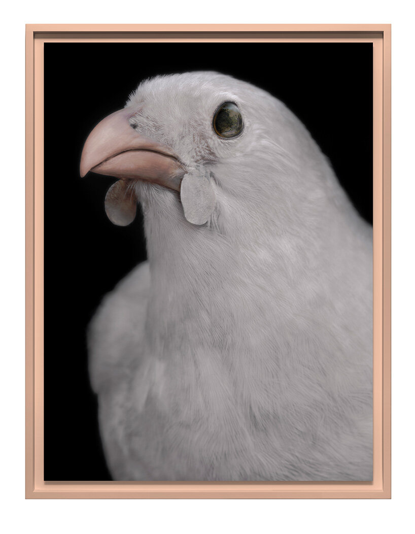 museum-held birds become portraits of ecological loss at new zealand pavilion in venice - 10
