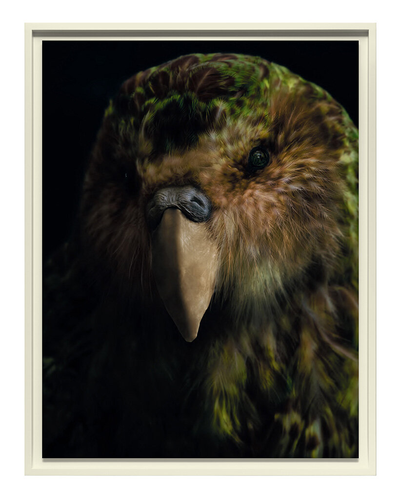 museum-held birds become portraits of ecological loss at new zealand pavilion in venice - 12