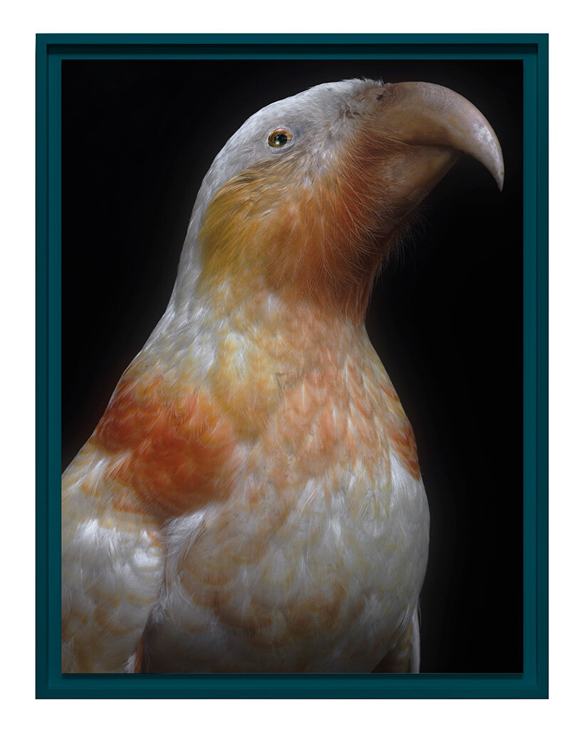 museum-held birds become portraits of ecological loss at new zealand pavilion in venice - 11