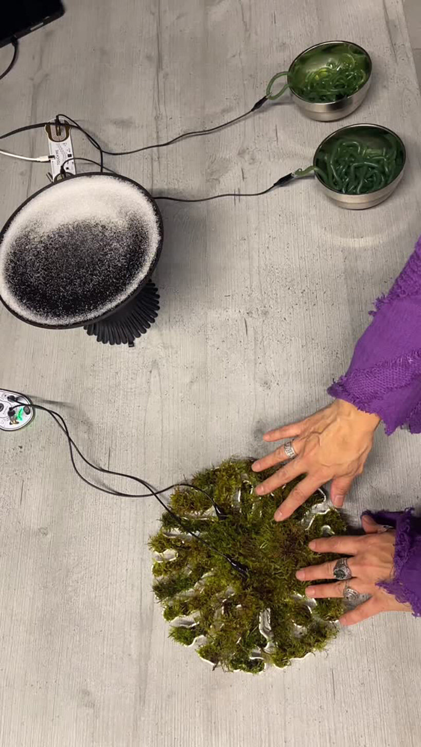 soft frequencies: amplifying sonic signals from plants, fungi and other beings - 10