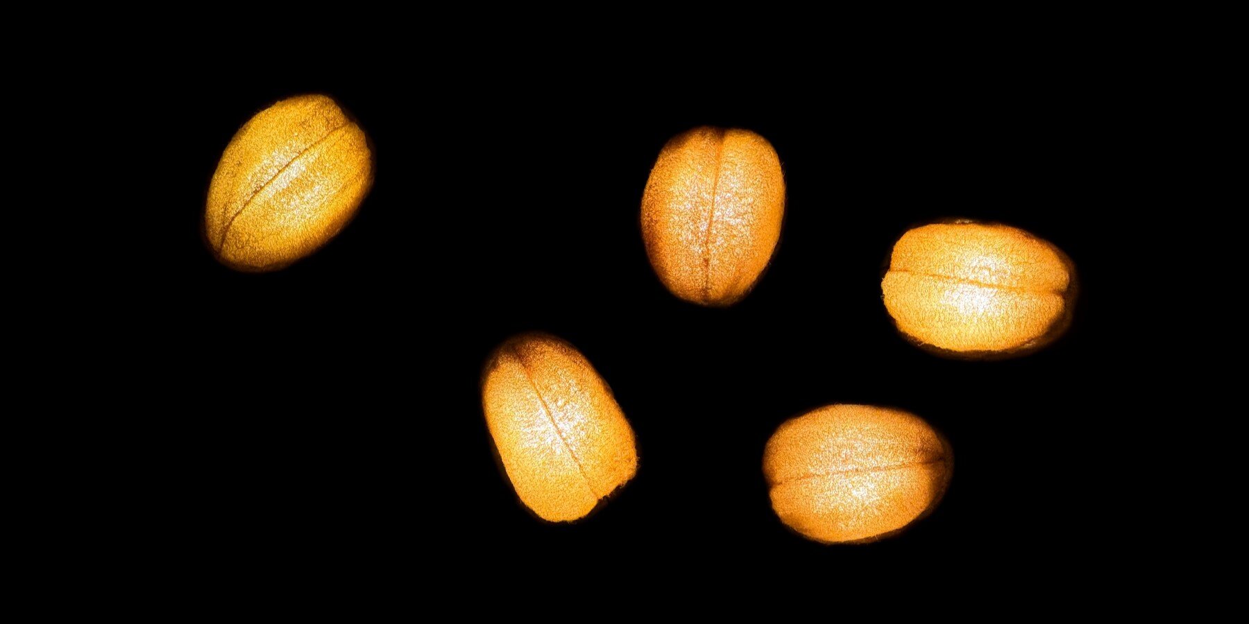 gourdo-lighting-design-justin-wan-mycelium-luffa-composite-biomaterial-mushroom-justin-wan-designboom-1800-3