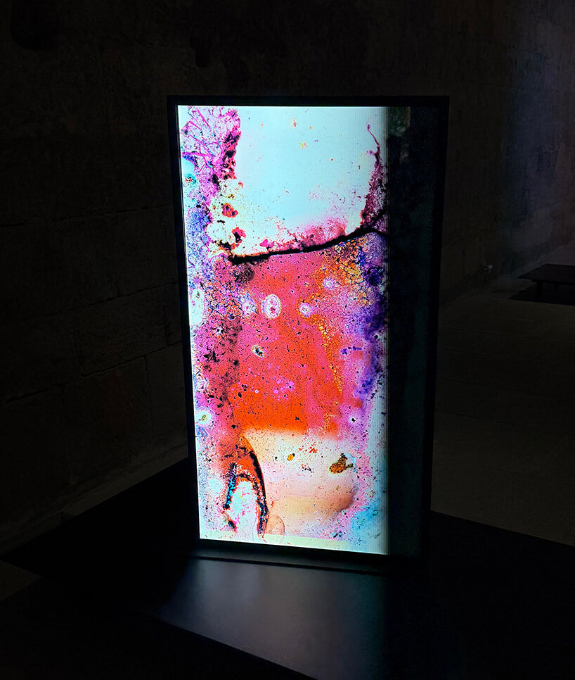 lara tabet works with bacteria to produce living images at BMW's arles exhibition - 15
