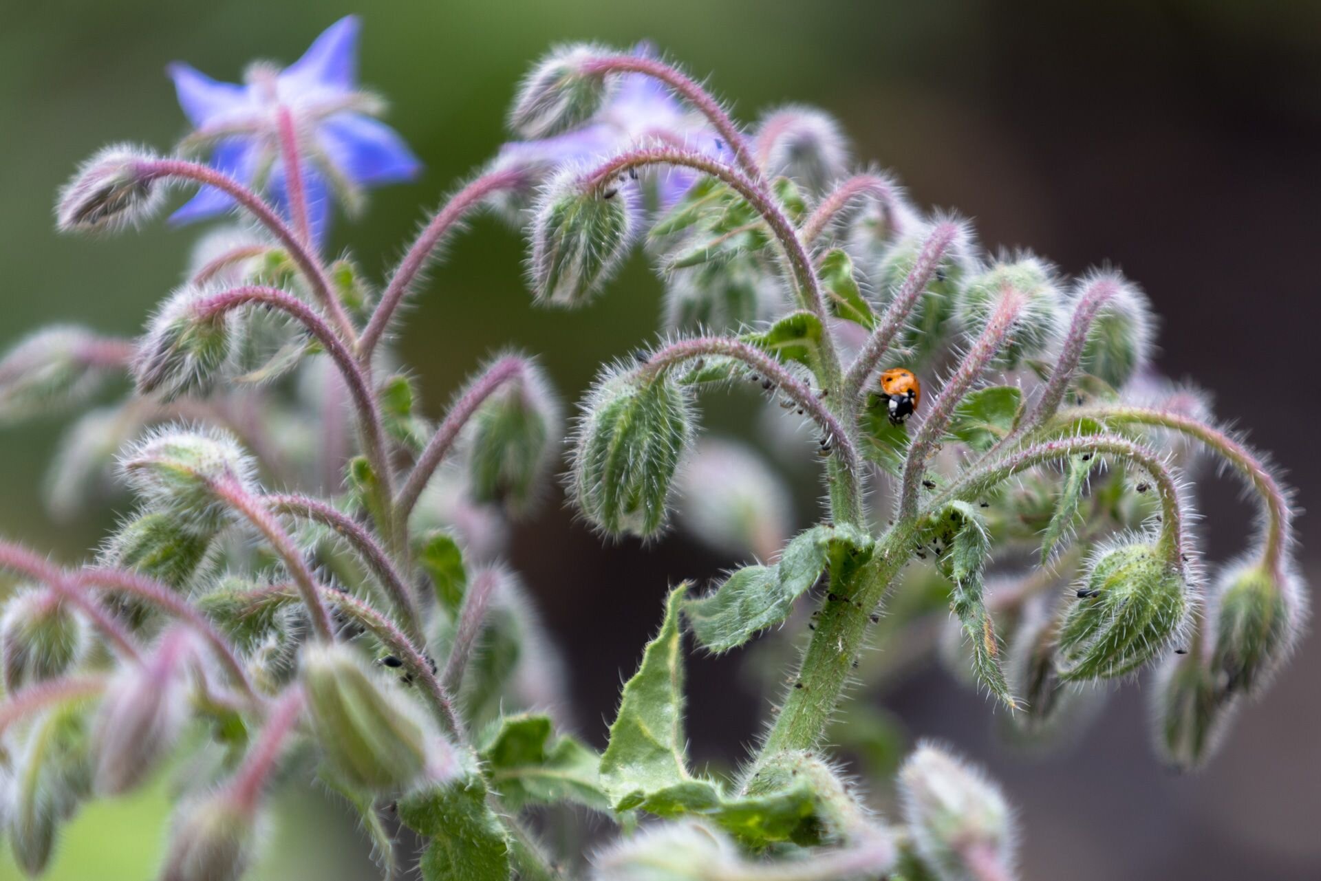 pollinator pathmaker brings buzzing bees back to berlin with foliage-filled artworks - 11