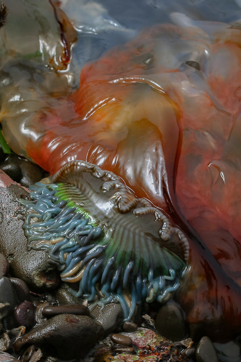 interview: aron sanchez-baranda finds otherworldly forms in marine life - 7