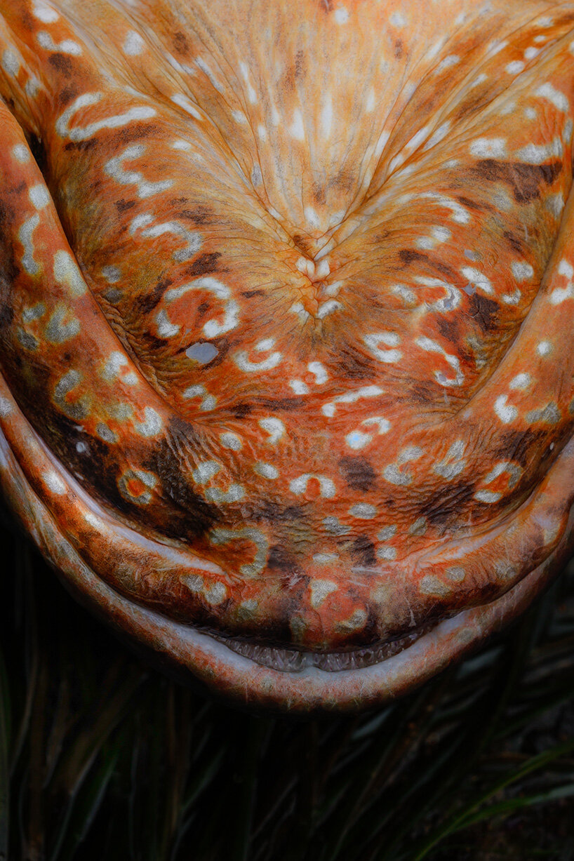 interview: aron sanchez-baranda finds otherworldly forms in marine life - 4