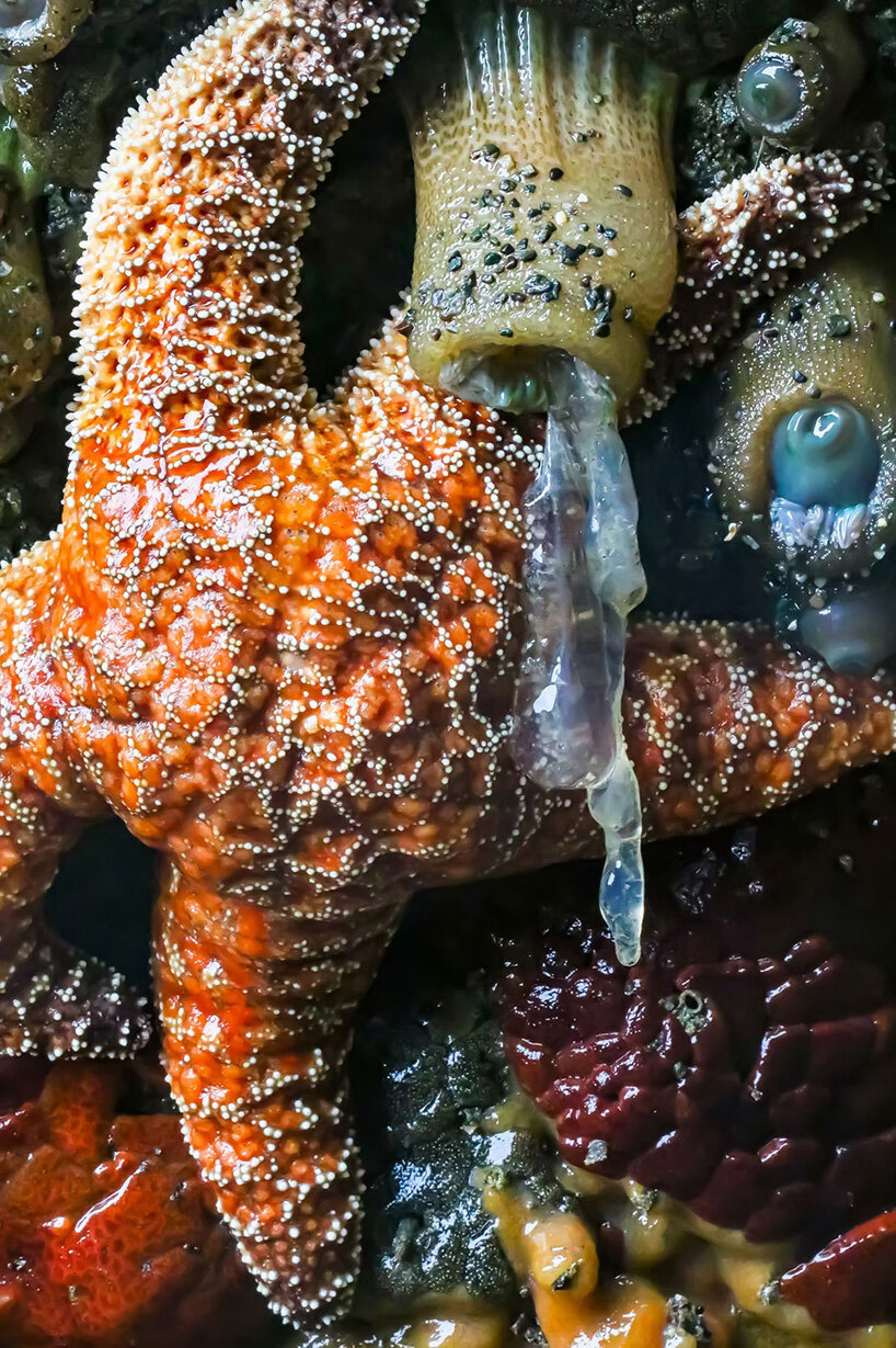 interview: aron sanchez-baranda finds otherworldly forms in marine life - 6