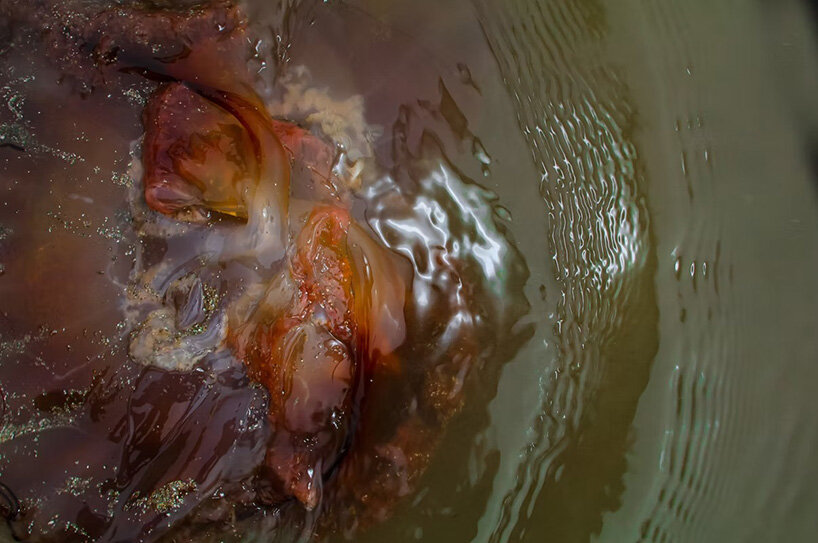 interview: aron sanchez-baranda finds otherworldly forms in marine life - 1