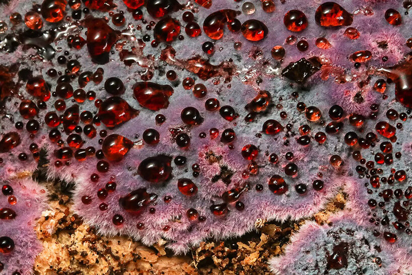 interview: aron sanchez-baranda finds otherworldly forms in marine life - 3
