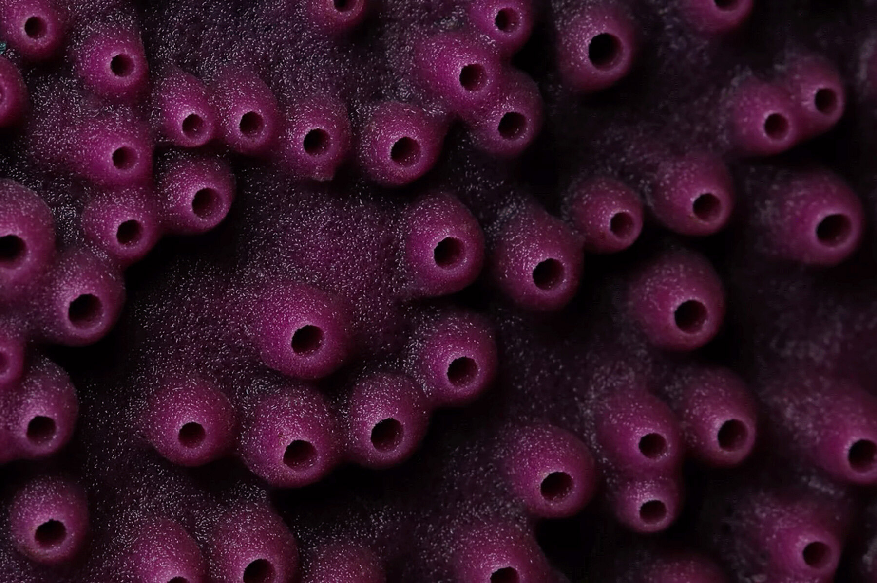 interview: aron sanchez-baranda finds otherworldly forms in marine life - 2