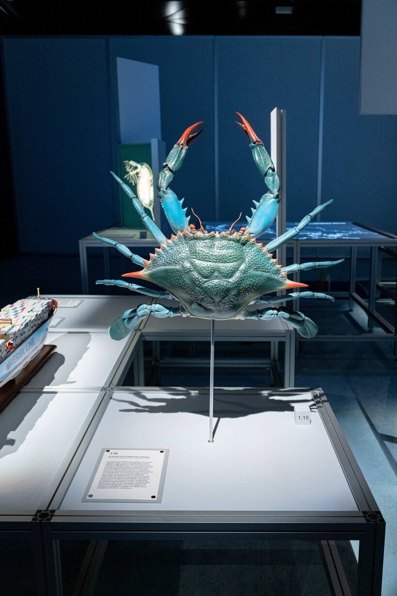 ‘we are all marine animals, we just forgot’: photographer enzo barracco at the ocean&climate village - 7