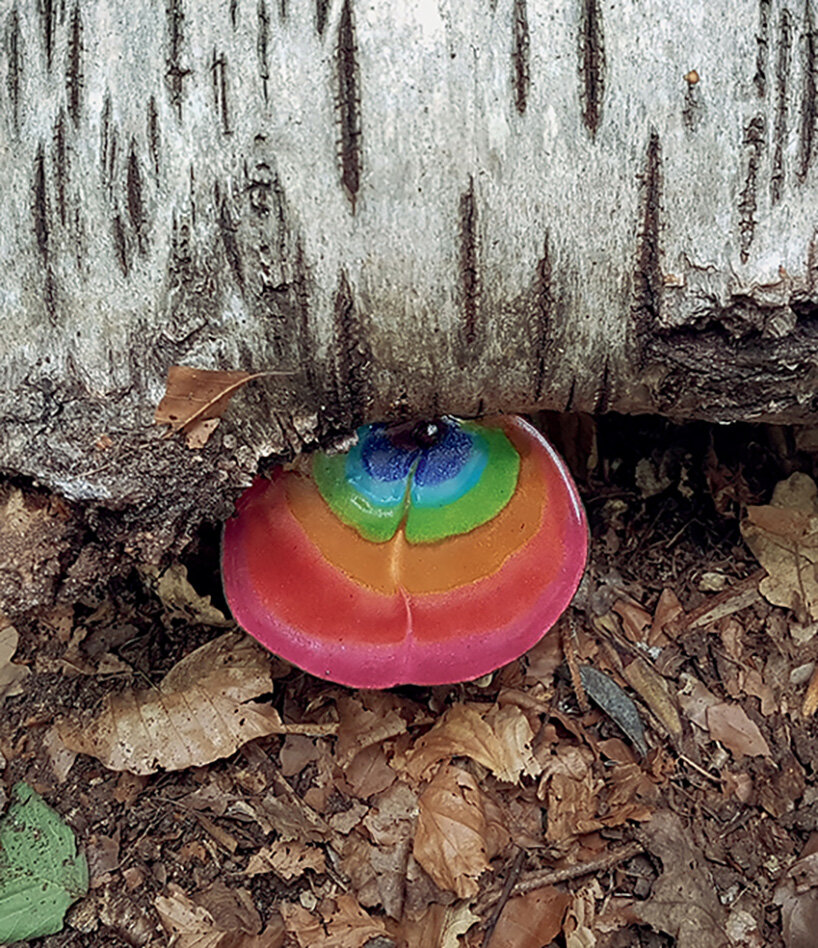 ‘fungi are still going to be here’: how mushrooms inspire new ways of thinking about nature - 5