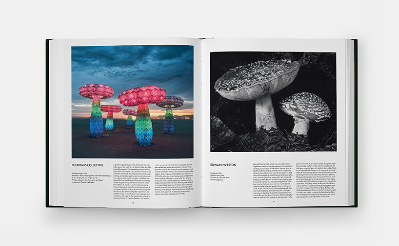 ‘fungi are still going to be here’: how mushrooms inspire new ways of thinking about nature - 7