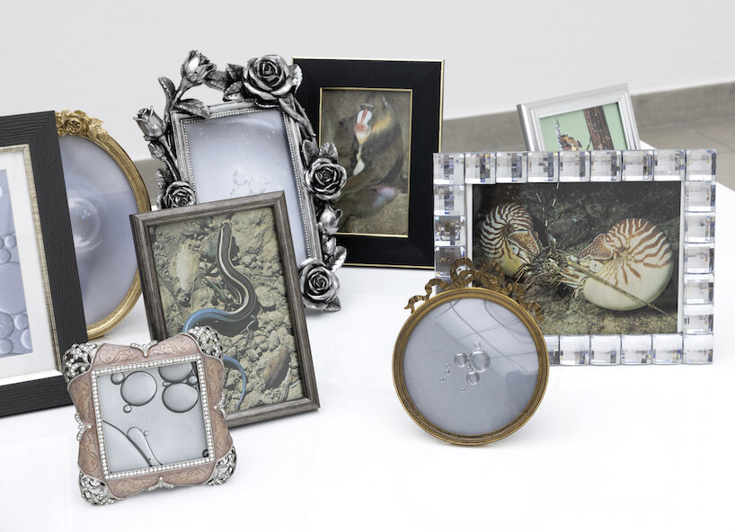 hélène fauquet overlays photographs with salvaged shells in ensemble of rococo-like curiosities - 2